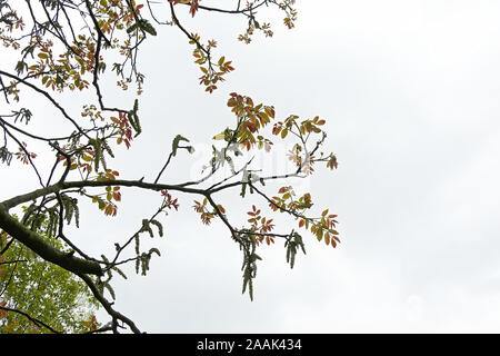 Grüne palmkätzchen und junge Rote Blätter einer Walnuss Baum im Frühling, auf einer weichen bewölkten Himmel - Juglans nigra Stockfoto