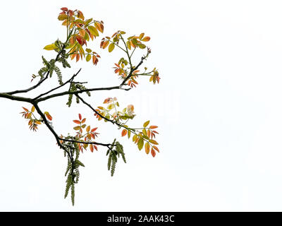 Junge Frühling treibt und Palmkätzchen einer Walnuss Baum, auf weissem Hintergrund - Juglans nigra Stockfoto