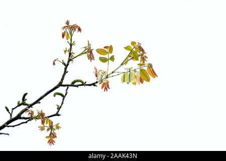 Junge Frühling treibt und Palmkätzchen einer Walnuss Baum, auf weissem Hintergrund - Juglans nigra Stockfoto