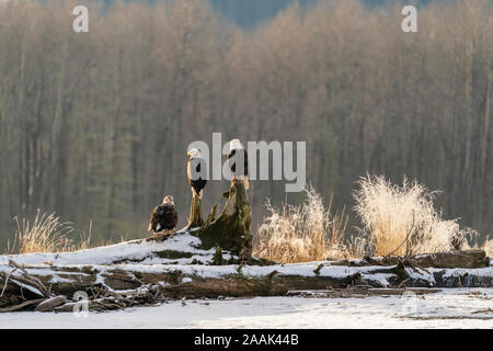 Weißkopfseeadler (Haliaeetus leucocephalus) in Chilkat Bald Eagle Preserve in der Nähe von Haines in Southeast Alaska anmelden thront. Stockfoto