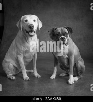 Studio Portrait von Boxer und Golden Retriever Lab mix Stockfoto