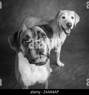 Studio Portrait von Boxer und Golden Retriever Lab mix Stockfoto