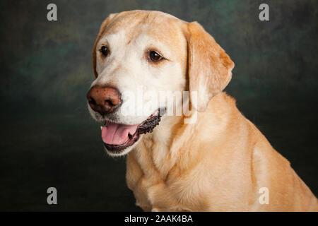 Studio Portrait von Golden Retriever Lab mix Stockfoto