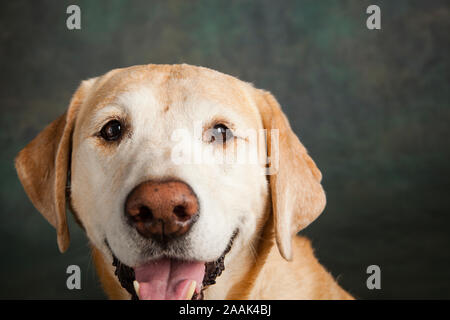 Studio Portrait von Golden Retriever Lab mix Stockfoto