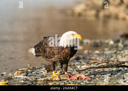 Der Weißkopfseeadler (Haliaeetus leucocephalus) Nahrungssuche auf Lachs im Chilkat Bald Eagle Preserve in der Nähe von Haines in Südostalaska. Stockfoto