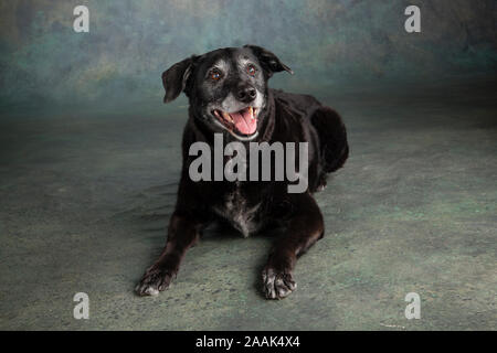 Portrait von Golden Retriever Lab Mix Hund Stockfoto