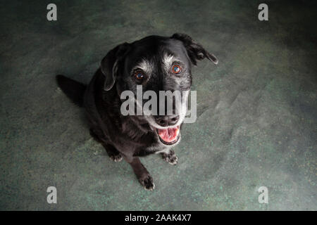 Portrait von Golden Retriever Lab Mix Hund Stockfoto