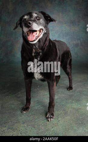 Portrait von Golden Retriever Lab Mix Hund Stockfoto