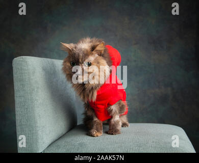 Studio shot von langhaarigen Katze das Tragen der roten Weste sitzen auf Stuhl Stockfoto