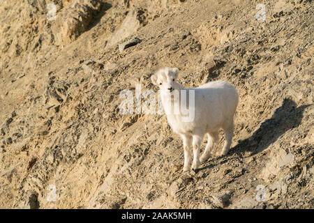 Dall Schaf (Ovis dalli) Lamm am Sheep Mountain im Kluane National Park im Yukon Territory, Kanada. Stockfoto