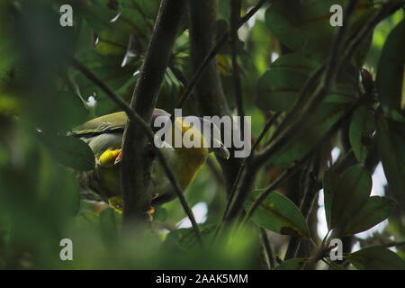 Eine gelbe footed grüne Taube (treron phoenicoptera) auf eine Filiale im Chintamoni Kar Vogelschutzgebiet in Kolkata, West Bengal in Indien Stockfoto