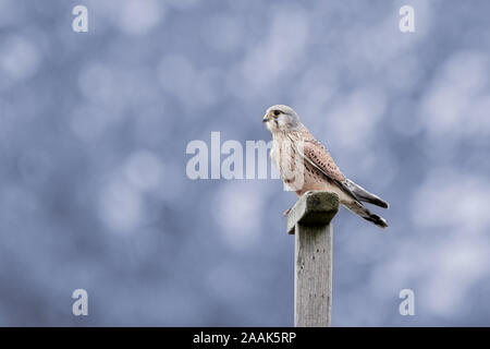 Turmfalke (Falco tinnunculus) auf eine hölzerne Stange in der Natur und Blau bokeh Hintergrund Stockfoto