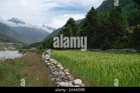 Chitkul, Himachal Pradesh, Indien. Grüne Weizenfeld von Pinien flankiert, Baspa Fluss, und schneebedeckten Himalaya im Sommer in Chitkul, Himachal Stockfoto