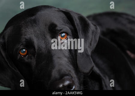 Portrait von Dogge Lab mix Hund Stockfoto