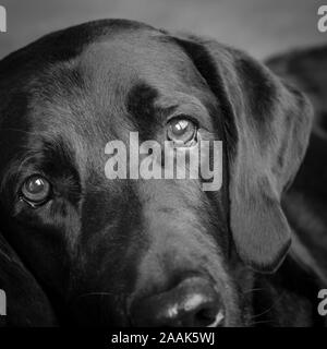 Portrait von Dogge Lab mix Hund Stockfoto