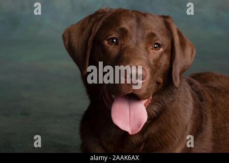 Portrait von Chocolate Labrador heraus haften Zunge Stockfoto