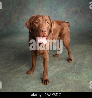 Portrait von Chocolate Labrador heraus haften Zunge Stockfoto