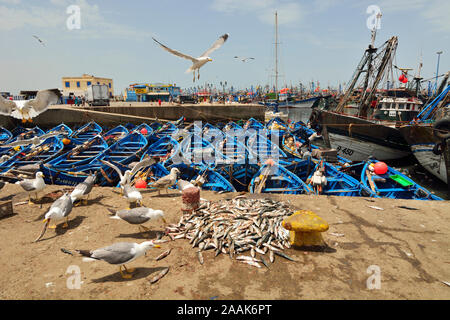 Möwen im Hafen von Essaouira. Marokko Stockfoto