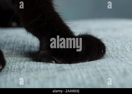 In der Nähe von Cat Paw Stockfoto