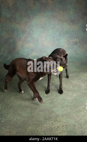 Border Collie Mix und Mixed Hund spielen mit Kugel Stockfoto