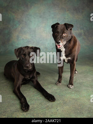 Portrait von Border Collie Mix und Mixed Hund Stockfoto