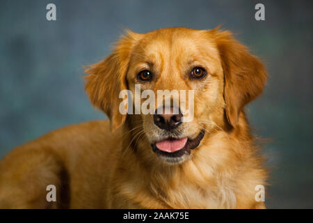 Porträt von Golden Retriever Stockfoto