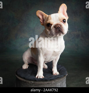 Porträt von französische Bulldogge Stockfoto