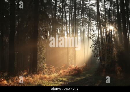 Herbst Nadelwald in nebligen Wetter bei Sonnenaufgang. November, Polen. Stockfoto