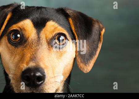 Studio Portrait von Zwergpinscher Beagle Stockfoto