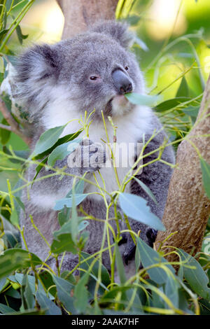 Koala-Bär, Phascolarctus Cinereus, Mit Jungtier, Victoria, Australien Stockfoto