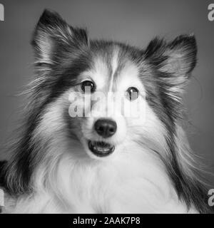 Studio Portrait von Shetland Sheepdog Stockfoto