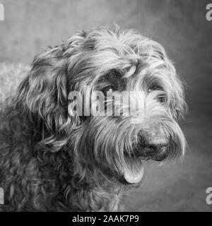 Studio Portrait von Labradoodle Stockfoto