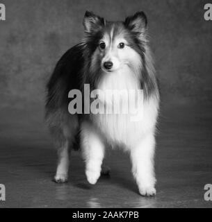 Studio Portrait von Shetland Sheepdog Stockfoto