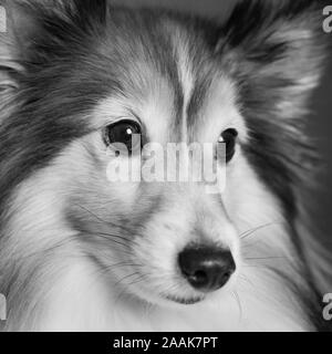 Studio Portrait von Shetland Sheepdog Stockfoto