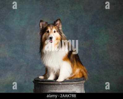 Studio Portrait von Shetland Sheepdog Stockfoto