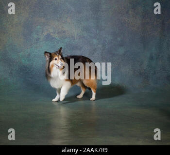 Studio Portrait von Shetland Sheepdog Stockfoto