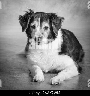 Portrait von Border Collie mix Hund Stockfoto