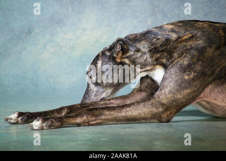 Porträt von Greyhound Stockfoto