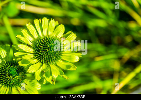 Nahaufnahme des grünen Juwel mais Blumen, Kulturpflanzenarten, Natur Hintergrund Stockfoto