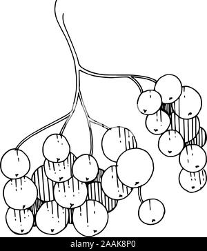 Vektor Sorbus Zweig mit Beeren. Schwarz und weiß eingraviert Tinte Art isoliert Rowan Abbildung Element. Stock Vektor