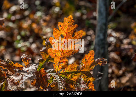 Ein eichenblatt Zurück leuchtet durch das Sonnenlicht in den Wäldern im Herbst closeup mit einigen Bokeh im Hintergrund Stockfoto