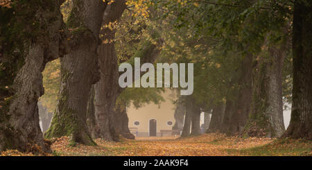 Schönen Linden Boulevard im Herbst in Deutschland Bayern in der Nähe von Mindelheim Stockfoto