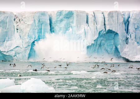 Schwarzen Beinen Dreizehenmöwe (Rissa tridactyla) und nördlichen Eissturmvogel (Fulmarus glacialis) von einem großen Kalben von Eis von einem Gletscher im Norden fliehen Stockfoto