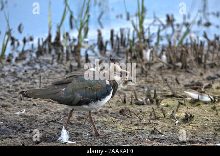 Kiebitz auch als Peewit bekannt. Stockfoto