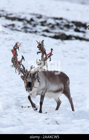 Svalbard Rentier (Rangifer tarandus platyrhynchus) männlich/Stier shedding Velvet und Verfügbarmachen Blut rot Geweih im Herbst/Herbst, Spitzbergen, Norwegen Stockfoto