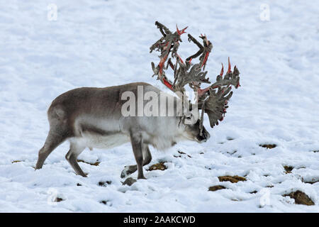 Svalbard Rentier (Rangifer tarandus platyrhynchus) männlich/Stier shedding Velvet und Verfügbarmachen Blut rot Geweih im Herbst/Herbst, Spitzbergen, Norwegen Stockfoto