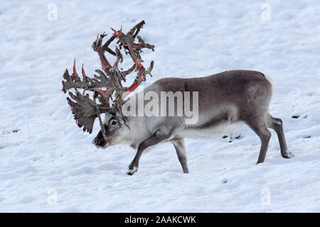 Svalbard Rentier (Rangifer tarandus platyrhynchus) männlich/Stier shedding Velvet und Verfügbarmachen Blut rot Geweih im Herbst/Herbst, Spitzbergen, Norwegen Stockfoto