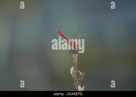 Die scharlachrote Skimmer oder bräunlich Marsh Skimmer, Crocothemis servilia, ist ein libellenarten der Familie Libellulidae, native Asien nach Südosten. Stockfoto