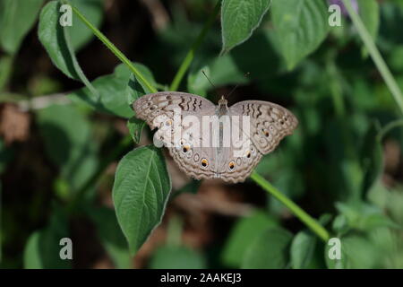 Junonia atlites, die graue Stiefmütterchen, ist eine Pflanzenart aus der Gattung der nymphalid Schmetterling in Südasien gefunden. Stockfoto