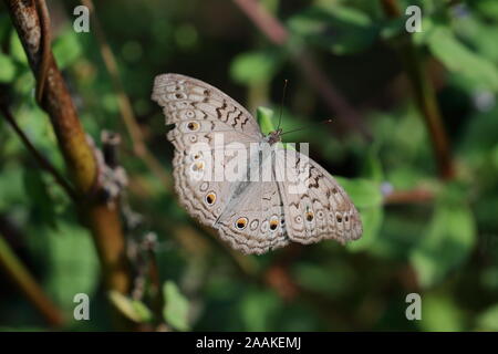 Junonia atlites, die graue Stiefmütterchen, ist eine Pflanzenart aus der Gattung der nymphalid Schmetterling in Südasien gefunden. Stockfoto